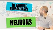 10-Minute Neuroscience: Neurons