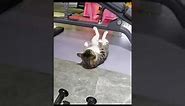 Cats Working Out! Funny Cat Compilation