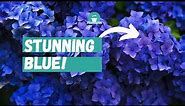Step by step: How to turn Hydrangea Flowers Blue