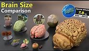 Brain Size Comparison | Animal | Human | Monster | Fictional Brains Size