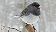 Dark-eyed Junco Identification, All About Birds, Cornell Lab of Ornithology