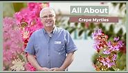 All About Crepe Myrtles | The Greenery Garden & Home