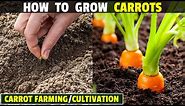 How To Grow Carrots | Carrot Farming | Carrot Cultivation