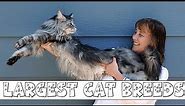 10 Largest Domestic Cat Breeds