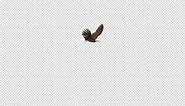 Eagle - Bald - Flying Around - Transparent Loop - 4K