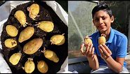 How To Grow Potatoes In A Shopping Bag | Easy Potato Growing