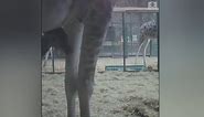 Adorable giraffe takes first steps at zoo in England