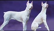 12 Things You Didn’t Know about the White Doberman