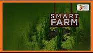 Smart Farm | Focus on Azolla farming in Nyeri County