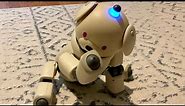 Aibo ERS-311 With Jitters
