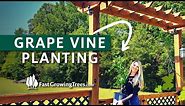 How to Plant and Train a New Grape Vine on an Arbor | Muscadine Grapes from FastGrowingTrees.com