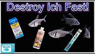 How To Treat ICH In Fish and Clear Infection FAST! Complete Guide From a Microbiology Perspective