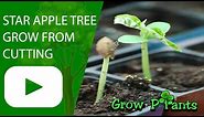 How to grow Star apple tree from cutting