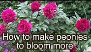 How to make peony plant to produce more flowers