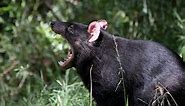 Bones and all: see how the diets of Tasmanian devils can wear down their sharp teeth to blunt nubbins