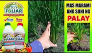 Dumami at Kumapal ang SUHI ng PALAY dahil sa 3Gs Foliar Fertilizer