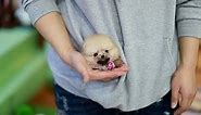 Fluffy Orange Teacup Pomeranian!! - Teacup Puppies ♥please subscribe♥