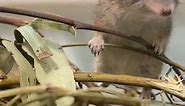 Dibbler release | Perth Zoo