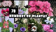 78 NOMBRES DE PLANTAS : encuentra tu planta 🪴