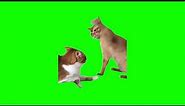 Green Screen Cat Hits Another Cat Meme