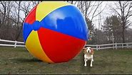 Puppy vs Gigantic Beach Ball Prank: Funny Puppy Dog Indie Gets HUGE Surprise