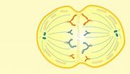 How Cells Divide — NOVA | PBS