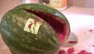 Watermelon Explodes from Fermentation