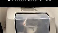 Cat Trapped in Litter Box Meme #shorts