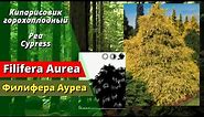 'Filifera Aurea' - "Филифера Ауреа". Кипарисовик горохоплодный. Pea Cypress. Chamaecyparis pisifera
