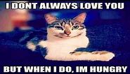 50 Hilarious Cat Memes for Feline Fanatics - cute cats