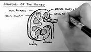 Renal Anatomy 1 - Kidney