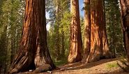 The Redwood Trees - World Tallest Trees.