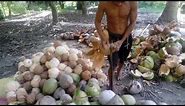 Best way of coconut husk removal