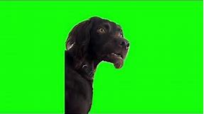 Green Screen I'm Listening Dog Meme | Confused Black Dog Meme