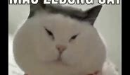 my honest reaction - mao zedong cat