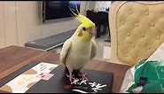 Cockatiel tap dancing on a box