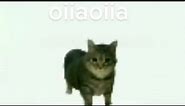 oiia oiia spinning cat [epilepsy warning]