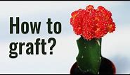 How to Graft Cacti Like a Pro | The most simple and effective method!