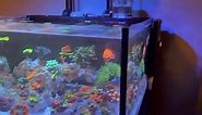 Tour of my Innovative marine 25 gallon lagoon nano reef tank aquarium