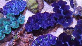 Reefs.com - All about clams!