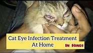 Cats Eyes Infection Swollen and Watery Eyes || Conjuctivitis Treatment How To Treat Cat ??