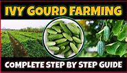 Ivy Gourd (Tindora or Tondli) Farming | How to Cultivate Ivy Gourd from Cuttings/Seeds at Home