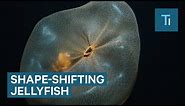 Incredible Footage Of A Shape-Shifting Jellyfish: The Deepstaria