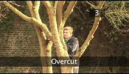 How To Safely Cut Down Large Tree Branches