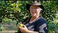 Raintree Nursery Fruit Feature: Newtown Pippin