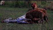 Hyena eating Zebra Alive