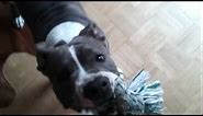 Blue Line Pit Bull growls playing Blue Nose Amstaff American Staffordshire Terrier dog fighting rope