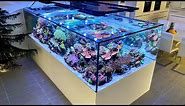 After 1 year - GERMAN REEF TANKS - 4000 liter Lagoon aquarium