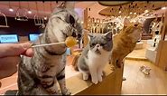 So Cute!!! Visiting a large Japanese cat cafe in Nagoya 🐈 🥤 CAT CAFE MOCHA
