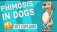 Phimosis in Dogs
